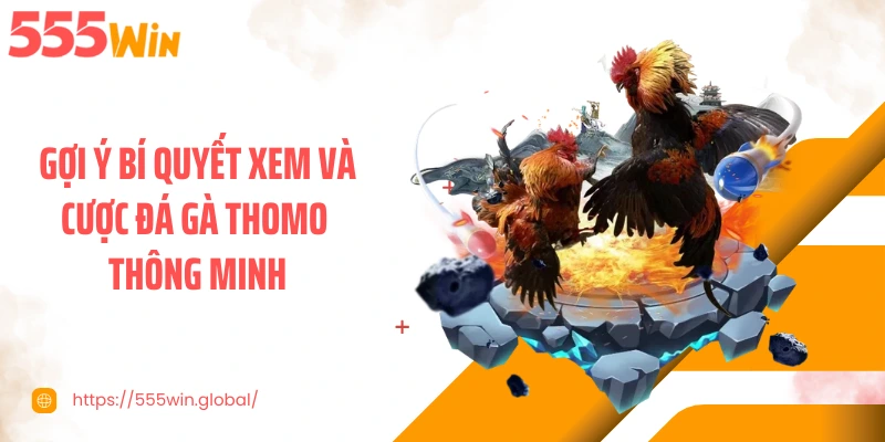 Gợi ý bí quyết xem và cược đá gà Thomo thông minh